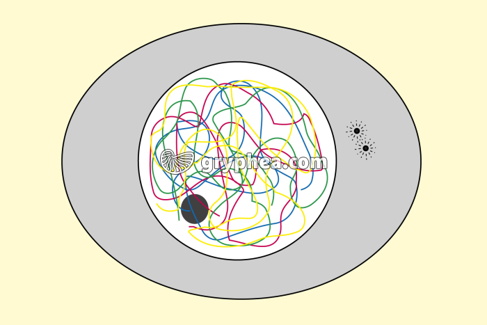 Mitose animale - Cellule-mère (Interphase) - infographie - gryphea.com